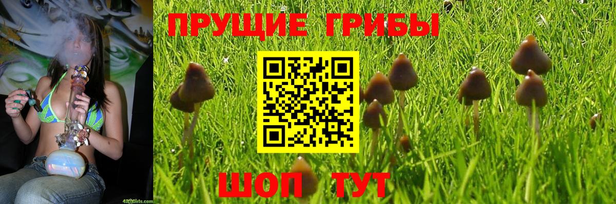 Биробиджан  Псилоцибиновые грибы прущие грибы  Вход с VPN 